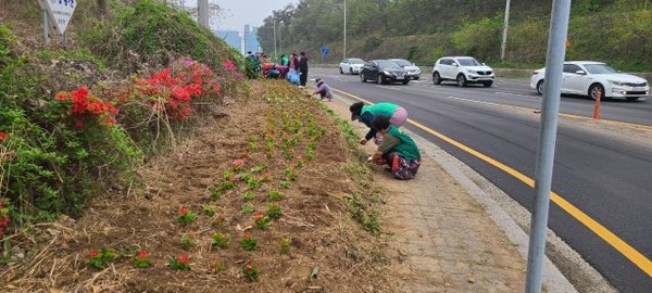  천안시 입장면 새마을남녀협의회 회원들이 지난 20일 시장리 꽃동산에 꽃을 심고 있다.
